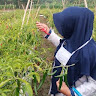 isti sumarlina