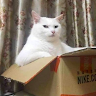 Meow