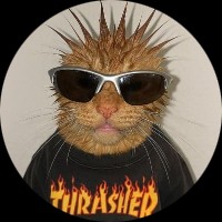 local spider-punk